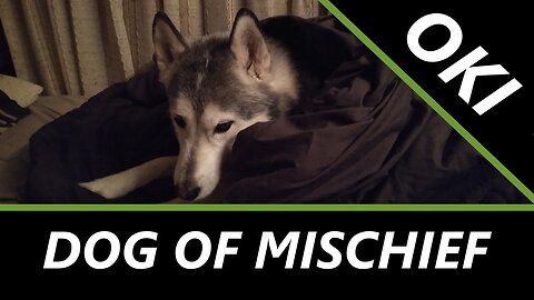 18+ | My Doggo Is Layed to Rest | Playing Some of my Comfort Games