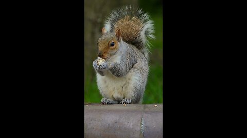 Acting Squirrelly - Nature & Ambient Music #relaxing #sleep #meditation #nature #wildlife #travel