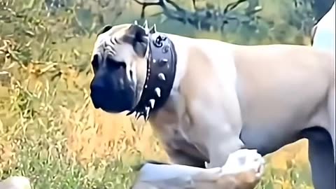 animals