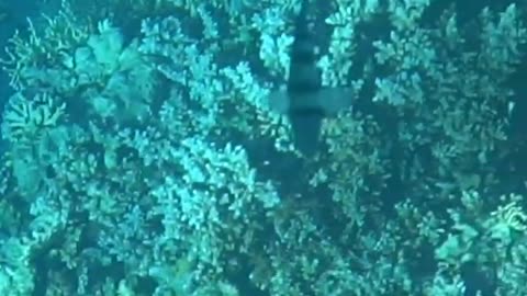 Educational Video on The Great Reef Barier