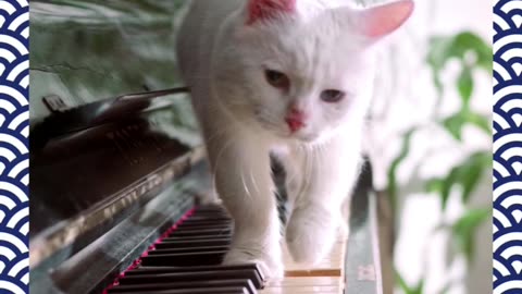 A Cat Walking Over The Piano Keyboard