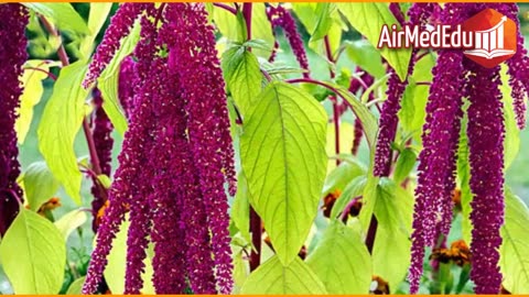 45 Beneficios de las Hojas de Amaranto