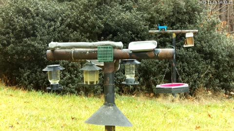 Bird Feeder in Western Maryland USA