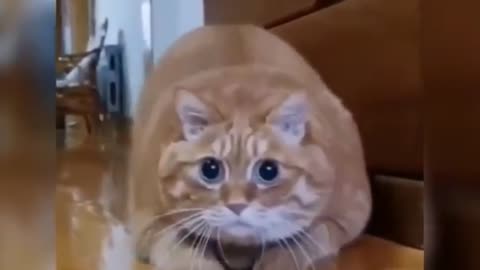 Fat Cat funny video😂