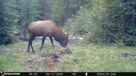 #9. Mark Wisdom - Trail Camera Videos - Eastern Oregon.