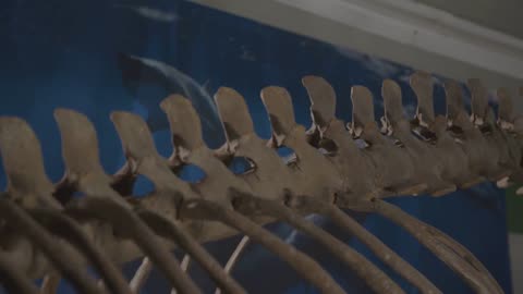 たった1分で分かるリムノスケリス