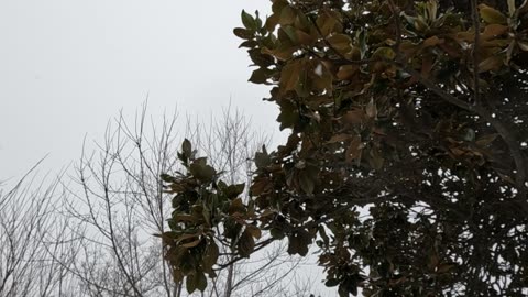 Snowstorm & Medical Emergency SOUTHWEST MISSOURI