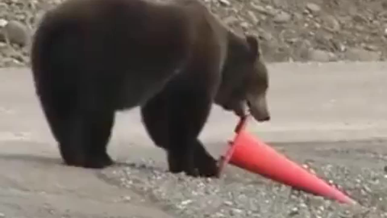 Responsible Bear Picks Up Fallen Traffic Cone