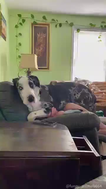 I_have_a_”big_dog”!#fyp #foryou #dog #funny #funnyvideos #fypage #funnydog #dogs(360p)