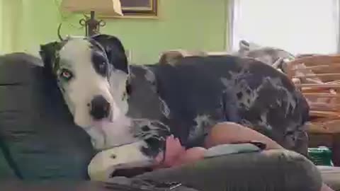 I_have_a_”big_dog”!#fyp #foryou #dog #funny #funnyvideos #fypage #funnydog #dogs(360p)