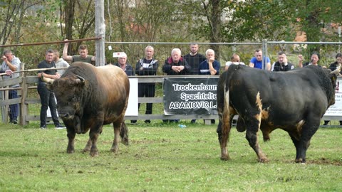Kobra od Sladojevića vs Krilan od Kočića Bronzani Majdan 2025