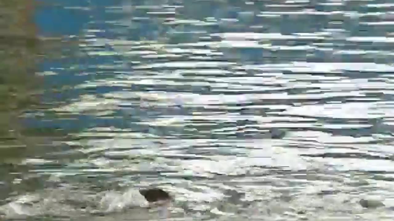 😂💦 You Won't Believe This Daring Dip! | FunFM