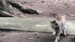 😂🐍 Who Has the Best Reflex? Cat vs Snake Showdown! | FunFM