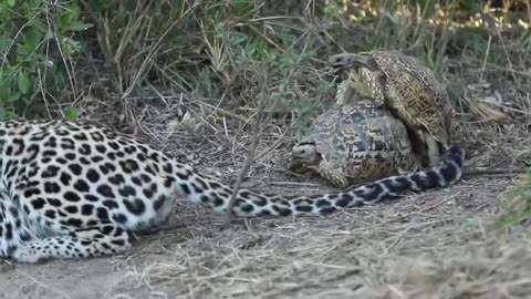 Hunting Leopard Interrupted by Tortoises