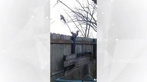 Funniest Dogs And Cats Videos | Funny Animal Videos | Best Of The 2021 Edition