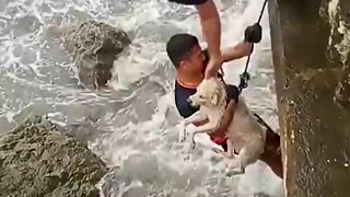 Incredible: Terrified Dog Stranded on Rocks Rescued in Intense Rescue Mission |