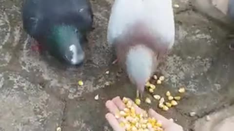 Coos and Clues: The Secret Language of Pigeons"