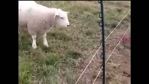 Animals Getting Shocked with Funny Sound Effects!!