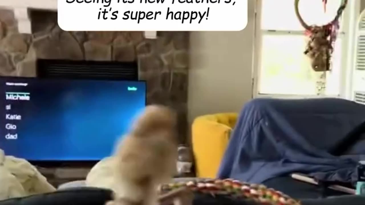 Found an egg by the roadside and brought it home to hatch…