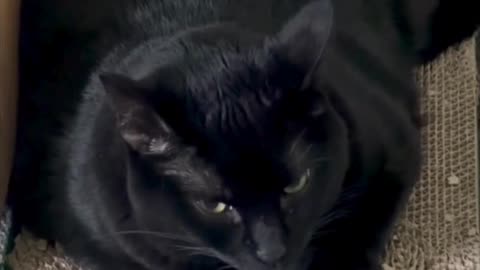 Cute Precious Piper Looks Like a Black Velvet Kitty - My Adopted Shelter Cat Vlog. #shorts