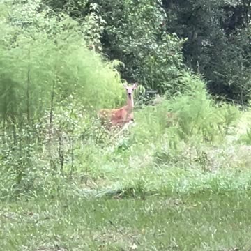 Two W.ild Bambies (fawns) that just lost their spots with Mama deer