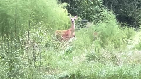 Two W.ild Bambies (fawns) that just lost their spots with Mama deer