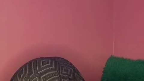 Thick Zulu girl twerks in black thong.