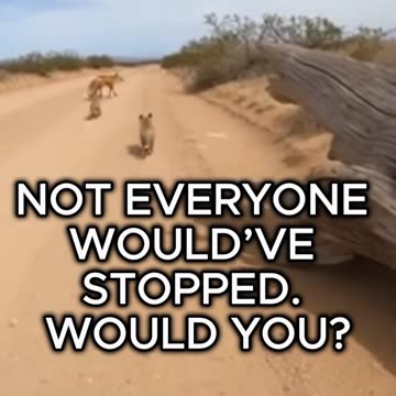 I Found a Fox Family in Serious Trouble