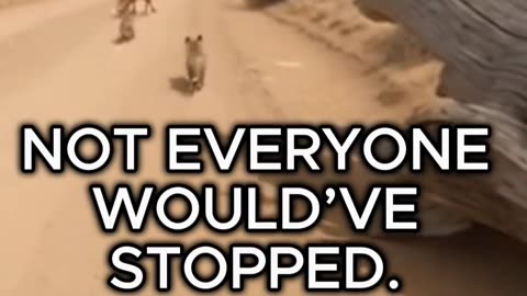 I Found a Fox Family in Serious Trouble