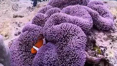 it's really satisfying video under sea. #sea