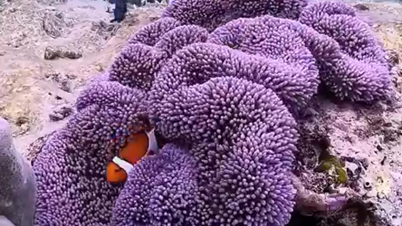 it's really satisfying video under sea. #sea