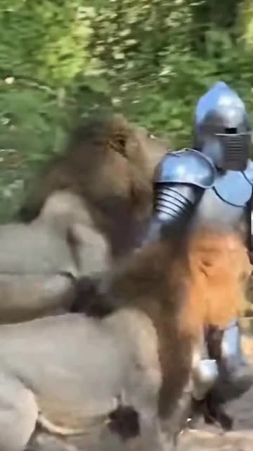**Unglaublich! Tourist filmt brutalen Löwenangriff auf gepanzerten Mann in den Bergen** 🦁😱 #wildlife