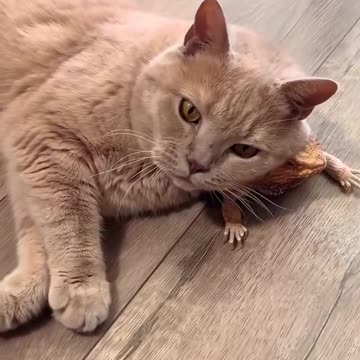 A living scratch post 🤣