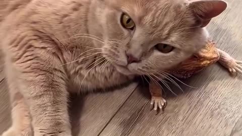 A living scratch post 🤣