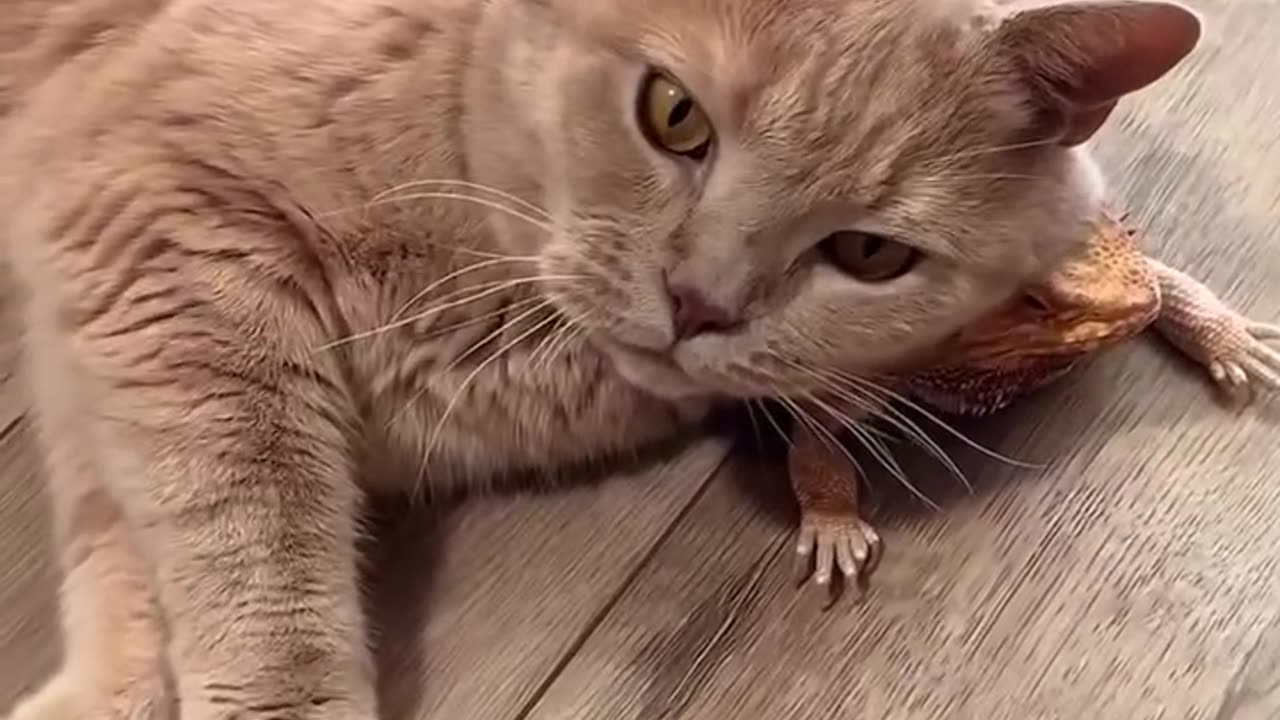 A living scratch post 🤣
