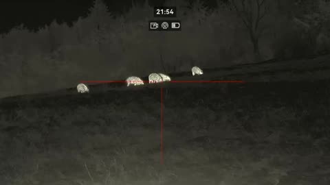 4 Wildboar Hunting Germany