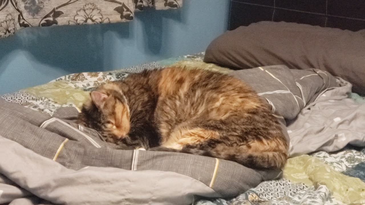 Deep Sleep Cat: The Cutiest Nap You’re Ever Gonna See