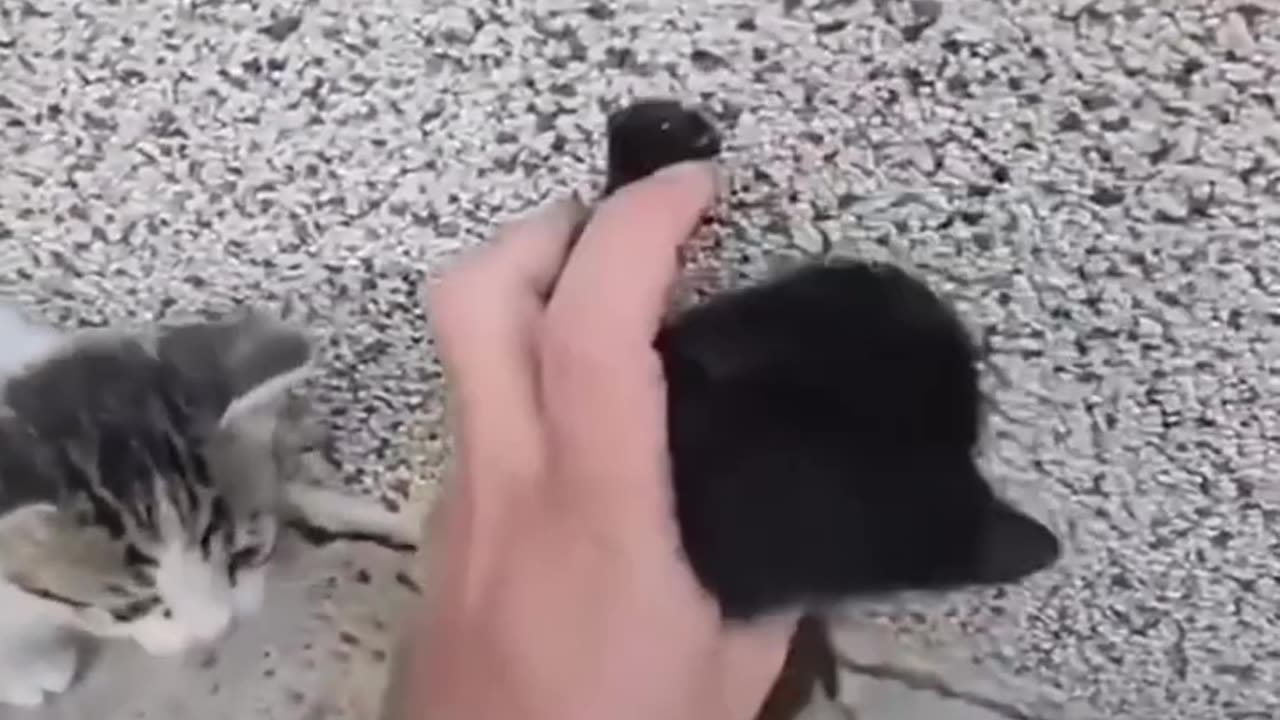 Funny animals video