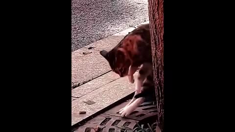 Funny animals 😂