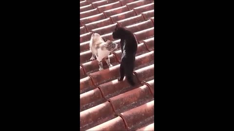 Animals funny videos - cats and dogs part 1