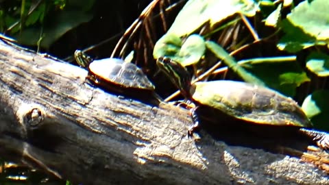 Painted Turtles