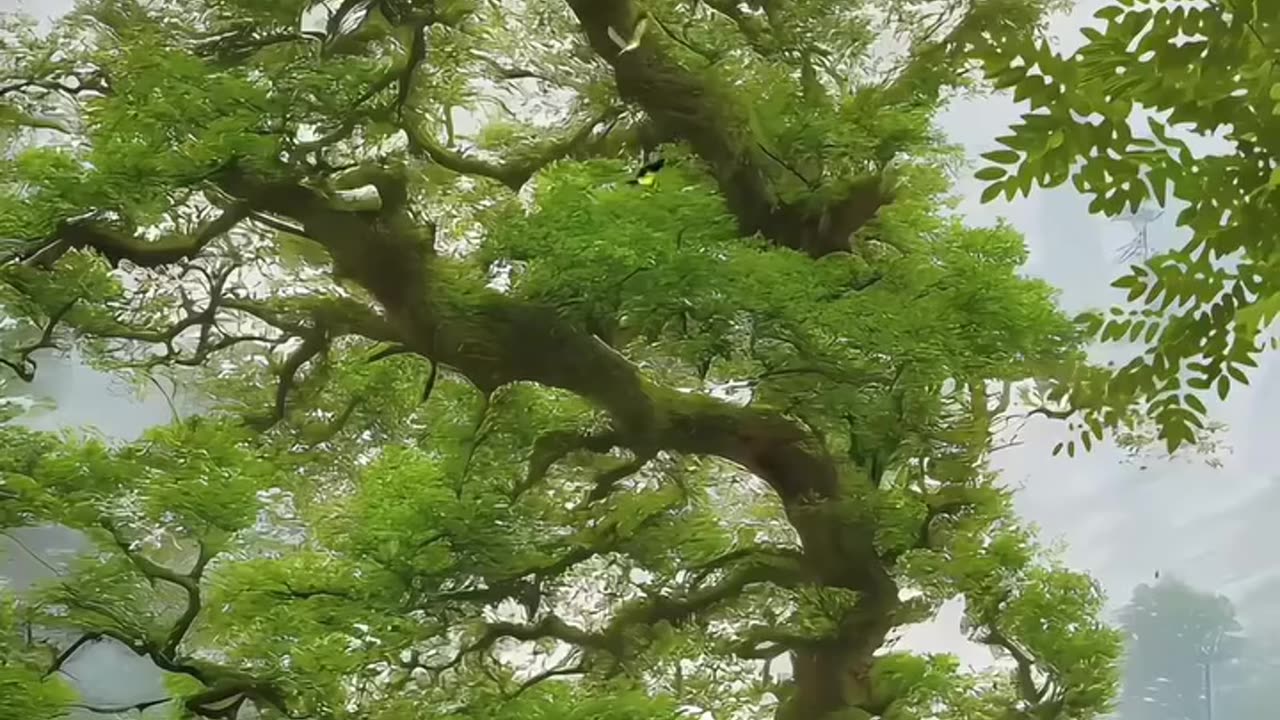 Beautiful video