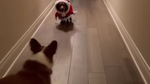 The Mischievous Dogs 🐾| funny dog 16