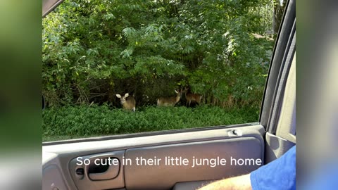 Murgatroyd and the wildlife in Hampton Virginia