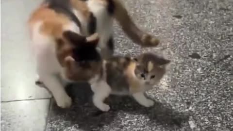 A momma cat showing her kitten the world