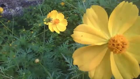Yellow cosmos flower simply beautiful Nature Animals