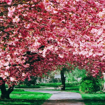 Relaxing Piano Music 🎹 Soothing Piano Melodies | Your Relaxing Music