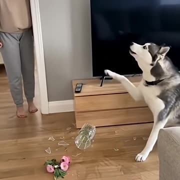 who do that ?! hhh funy dog & cat