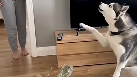 who do that ?! hhh funy dog & cat