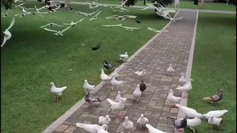 Seeds and Streets: A Pigeon's Daily Routine"